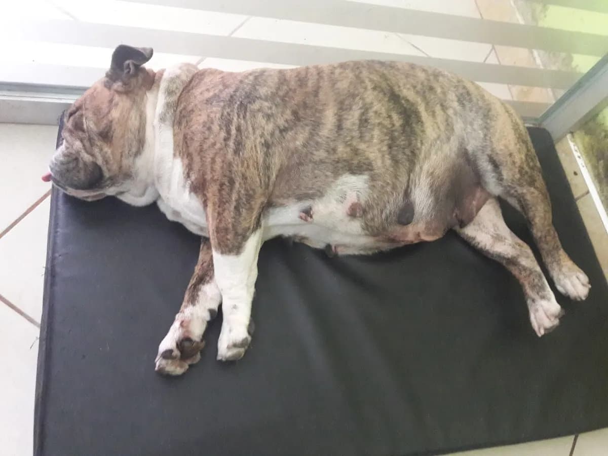 CLINICA VETERINARIA MOYOBAMBA.