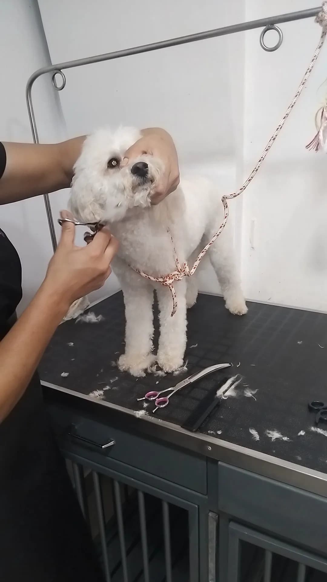 Veterinaria Huellitas Felices