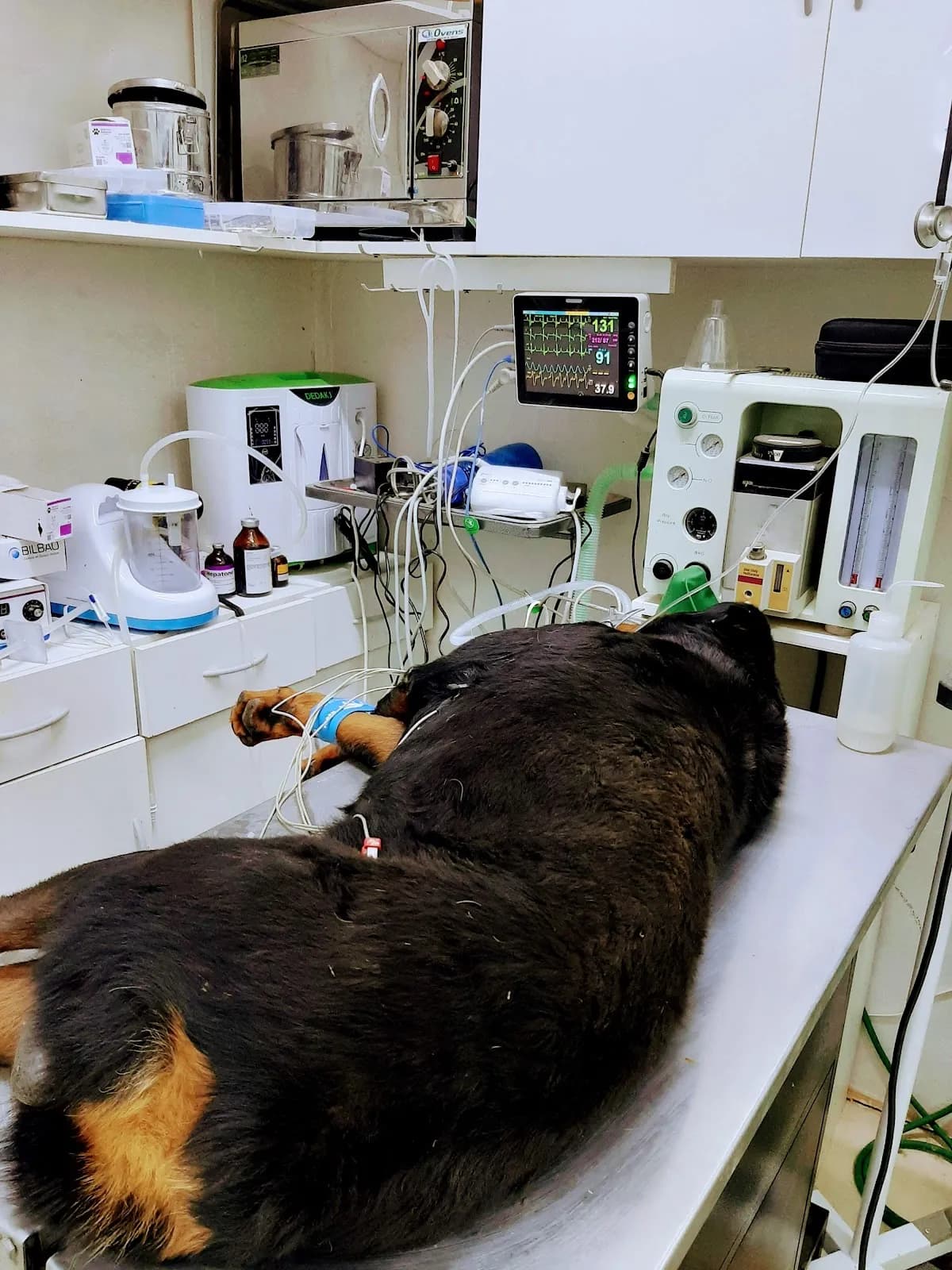 Veterinaria BALTO Juliaca