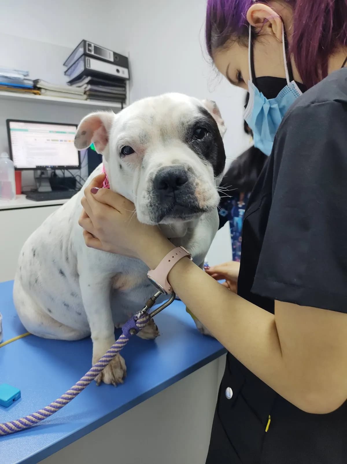 Clínica Veterinaria Dr. Paws