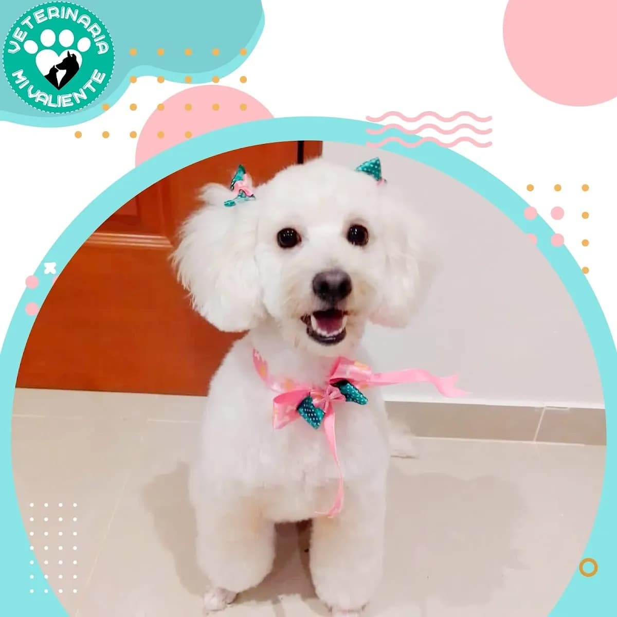 Veterinaria Mi Valiente