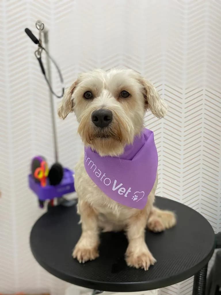DermatoVet Jesus Maria (Alergia Sarna Otitis Dermatitis Perro)