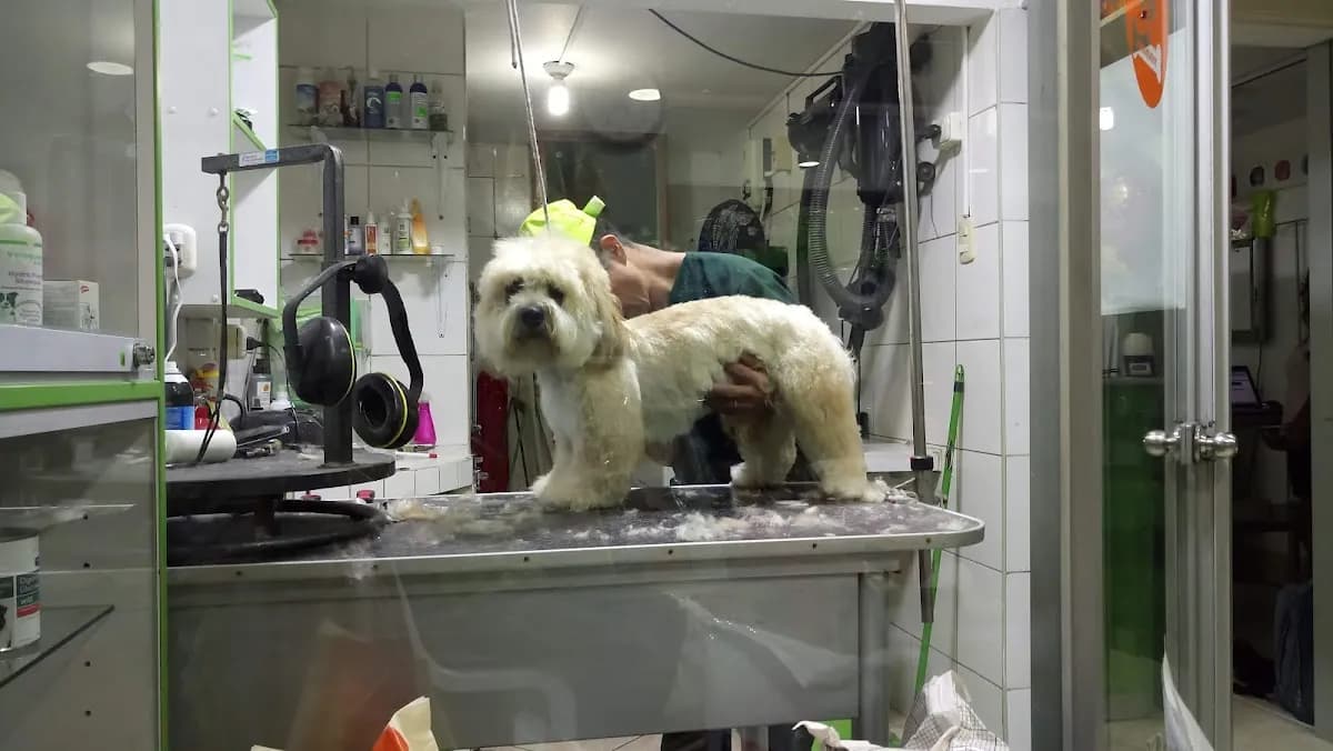 VIPets Clinica Veterinaria