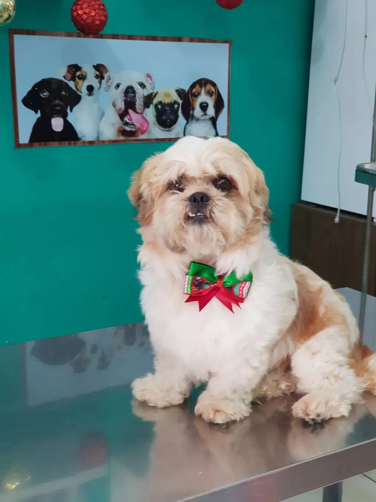 Star Dog Veterinaria Y Spa
