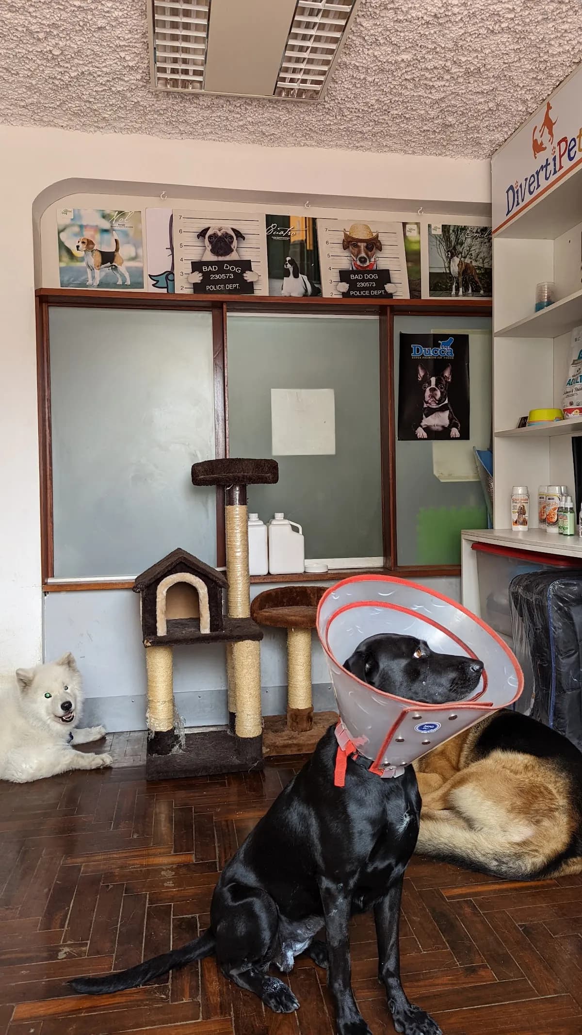 Lucky Vet