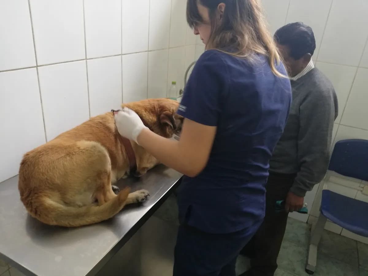 Clínica de Animales Menores FMV UNMSM