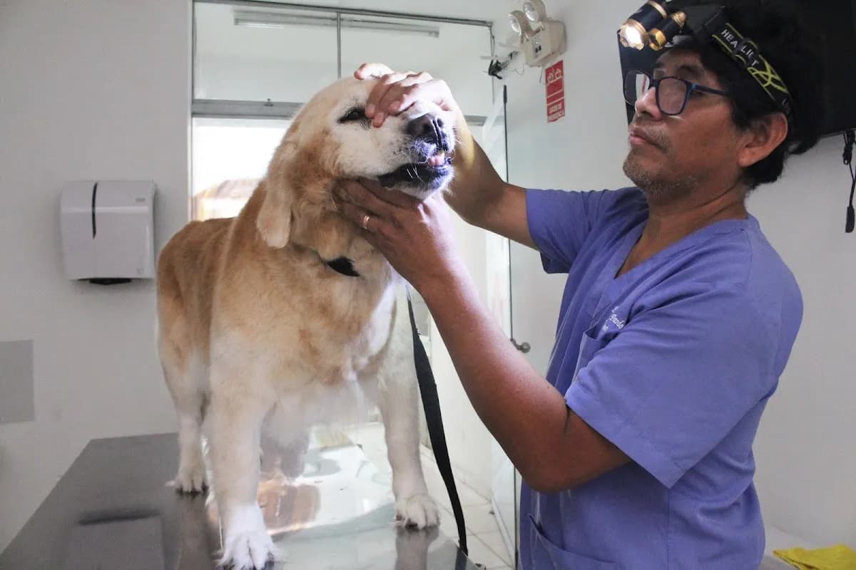 Veterinaria Pardo La Molina