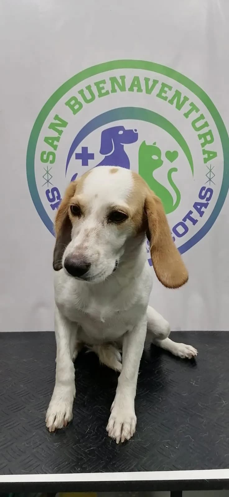 Veterinaria Spa "San Buenaventura"