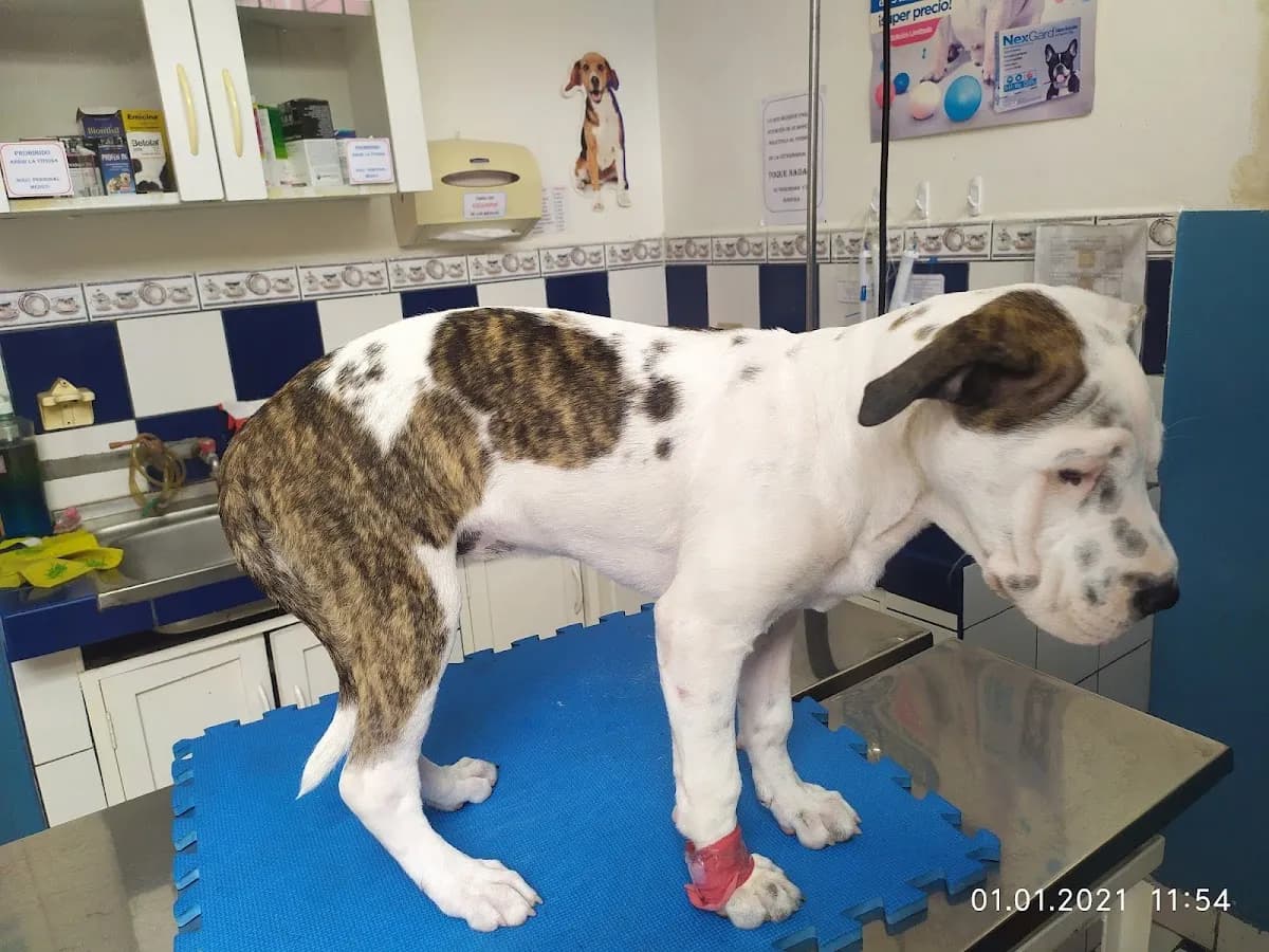 Clinica Veterinaria Animal World