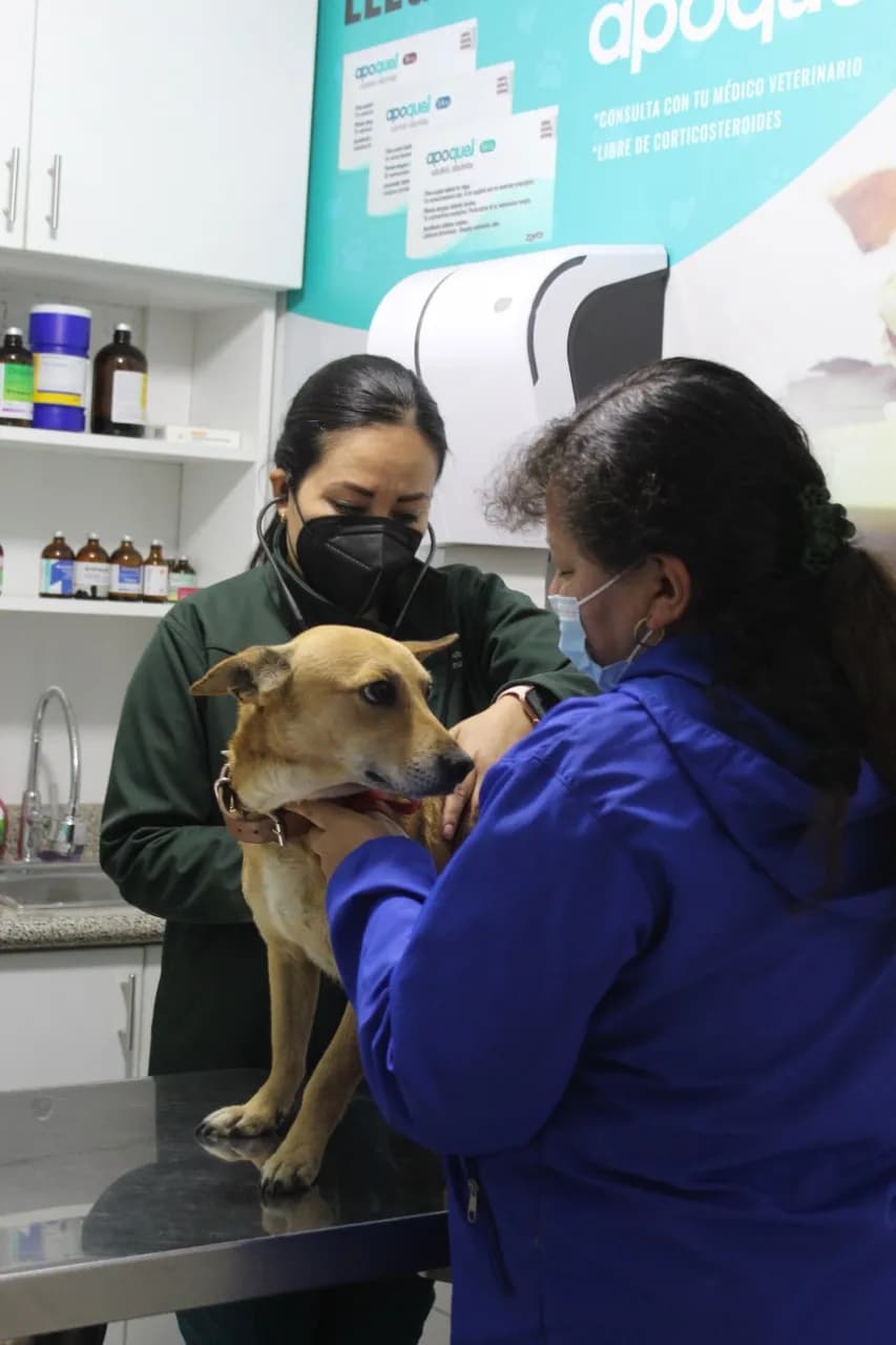 VETERINARIA SAN MARCOS - SEDE PRINCIPAL