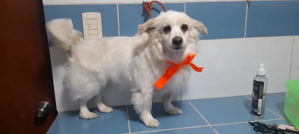 Veterinaria Pet landia los Huarangos