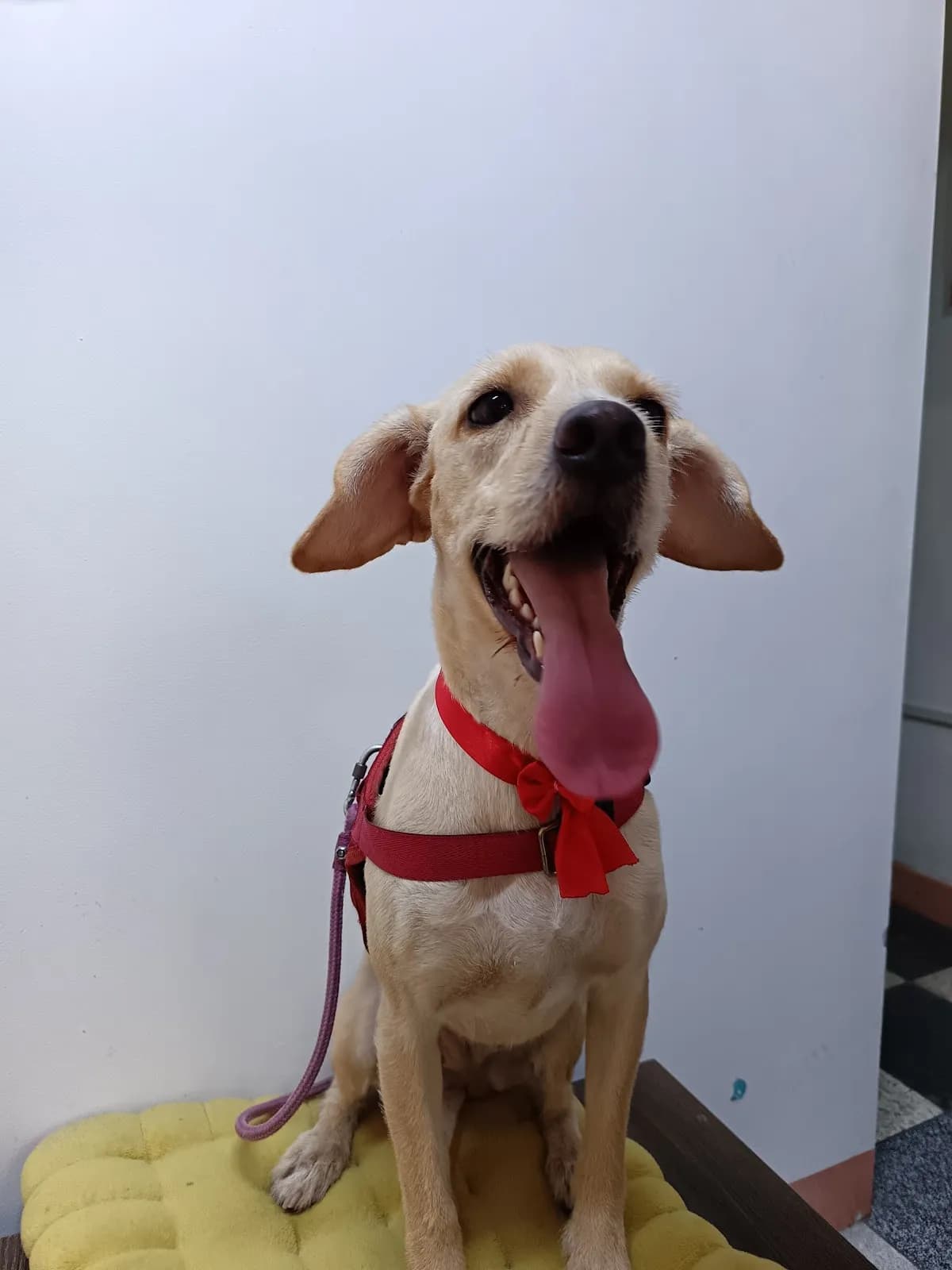 DRA.RIVERA (VETERINARIA & PETSHOP)