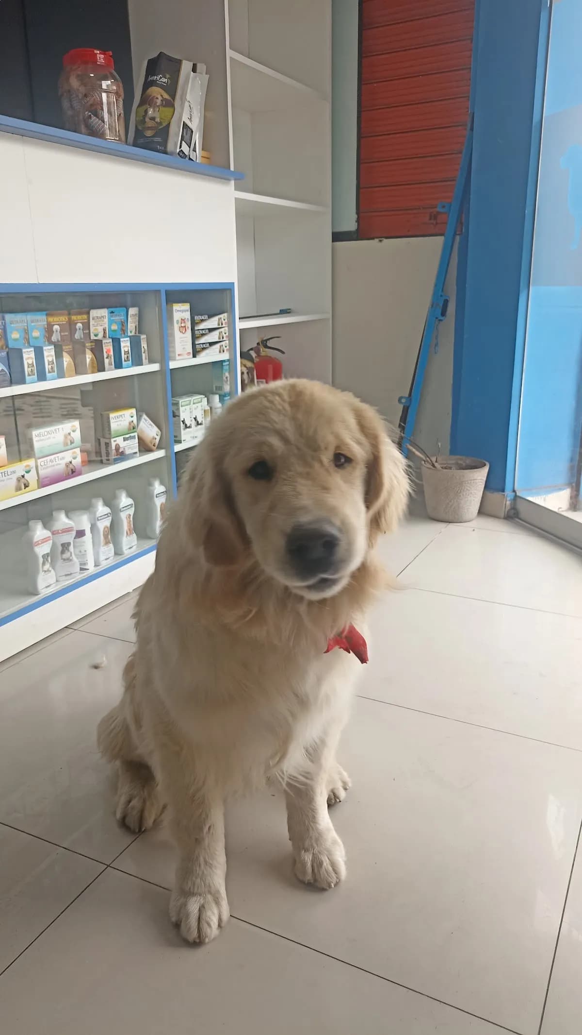 Veterinaria chakis