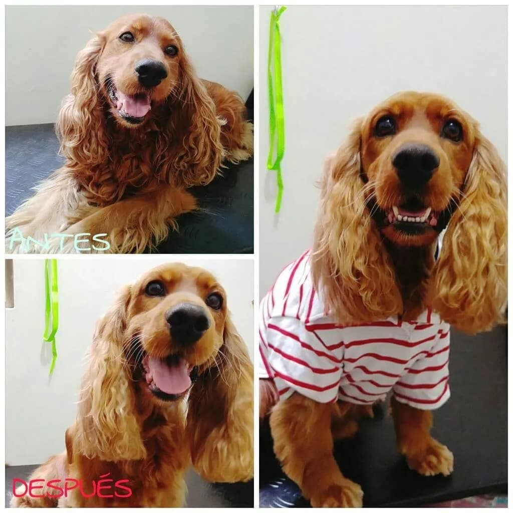 Clinica Veterinaria Faccevet Ica