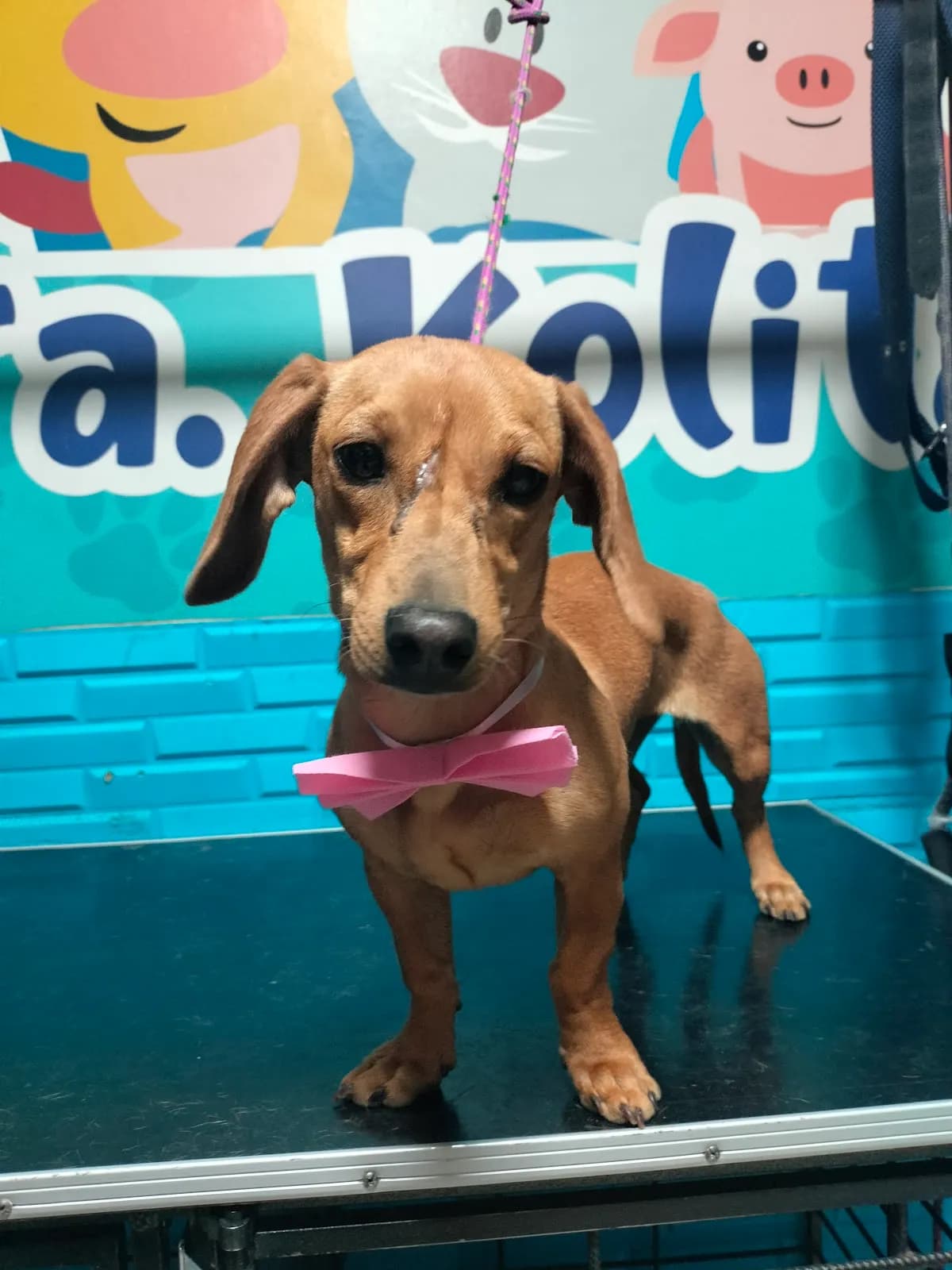 DRA KOLITAS VETERINARIA