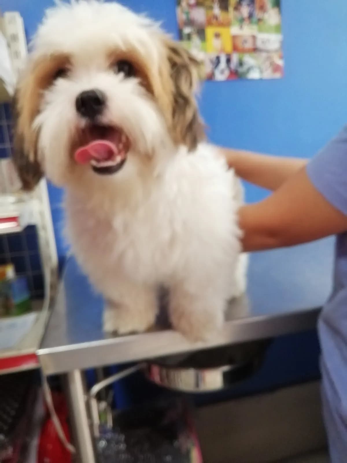 CONTROL VET - VETERINARIA