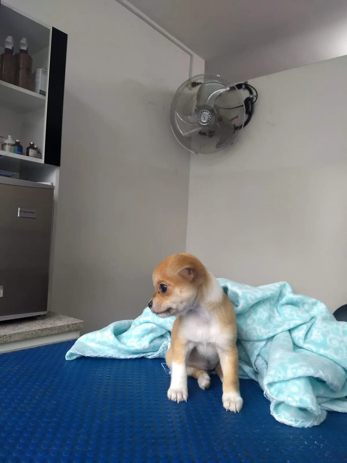 Clínica Veterinaria Enciso