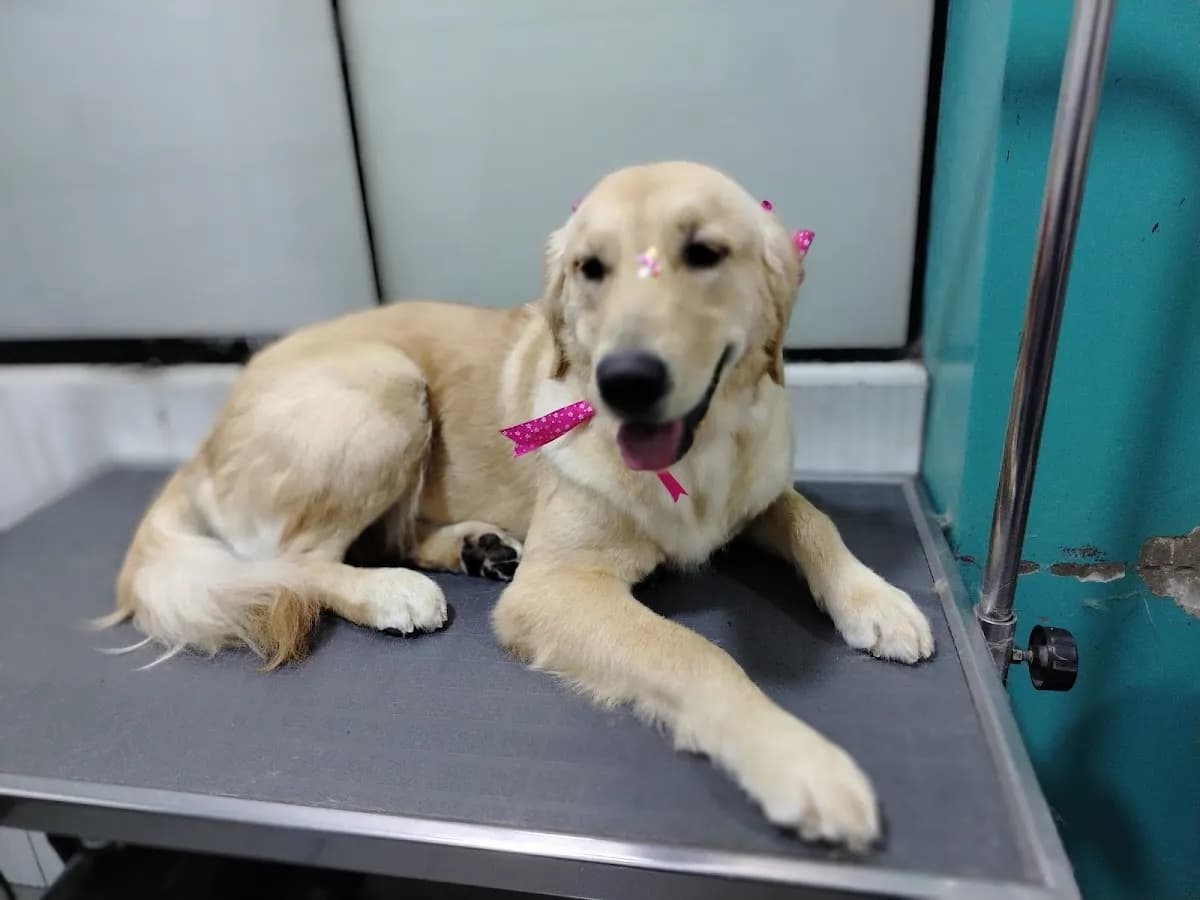 Aravet - Clínica Veterinaria