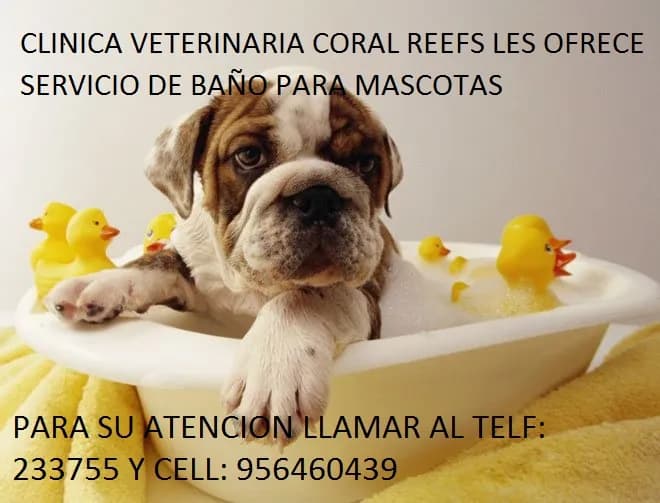 Clinica Veterinaria Coral Reefs