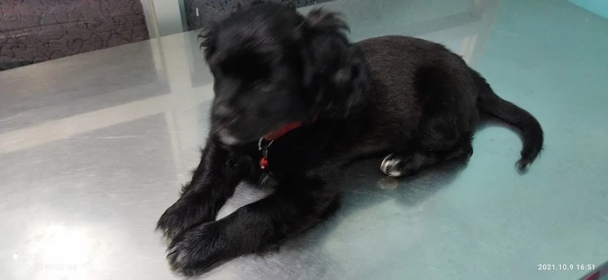VETERINARIA COMO PERRO Y GATO