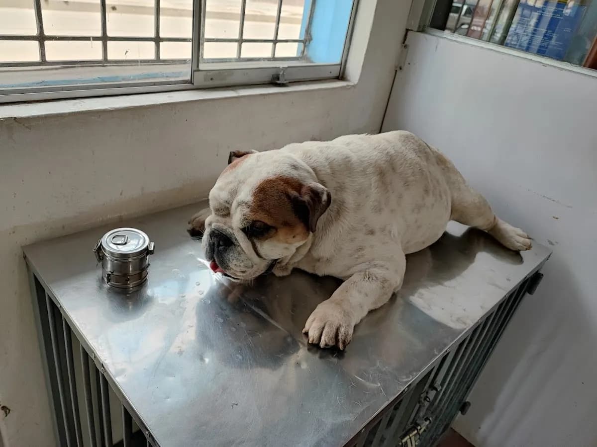 Clínica cachorro veterinaria