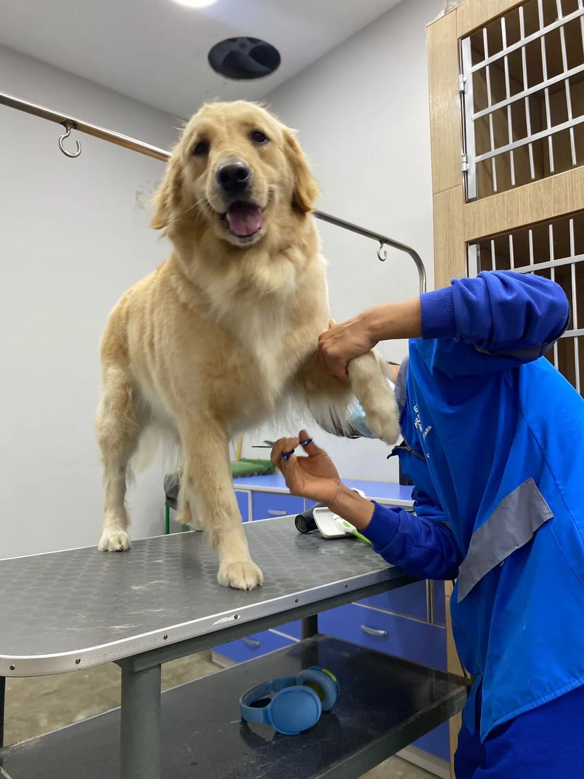 Clínica Veterinaria El Hurón Azul Alborada
