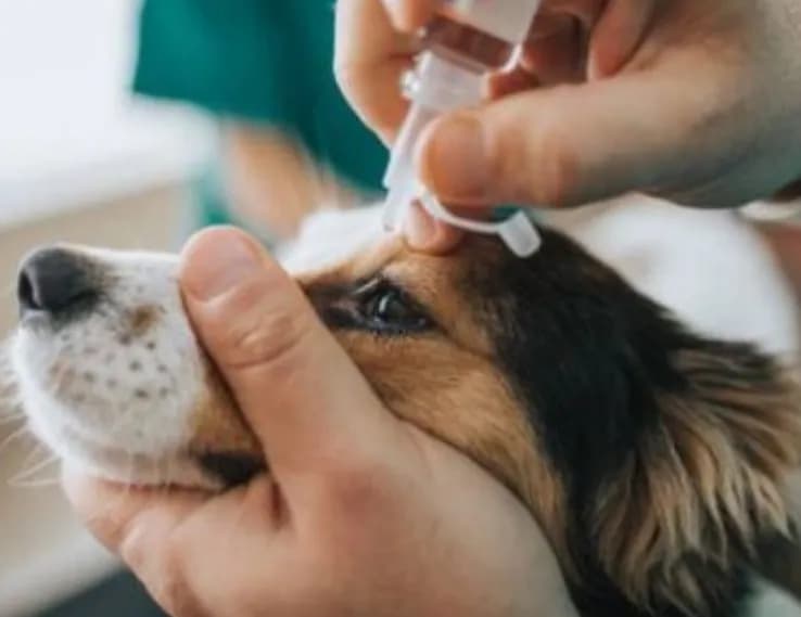 Clinica Veterinaria & Spa Goldenvet