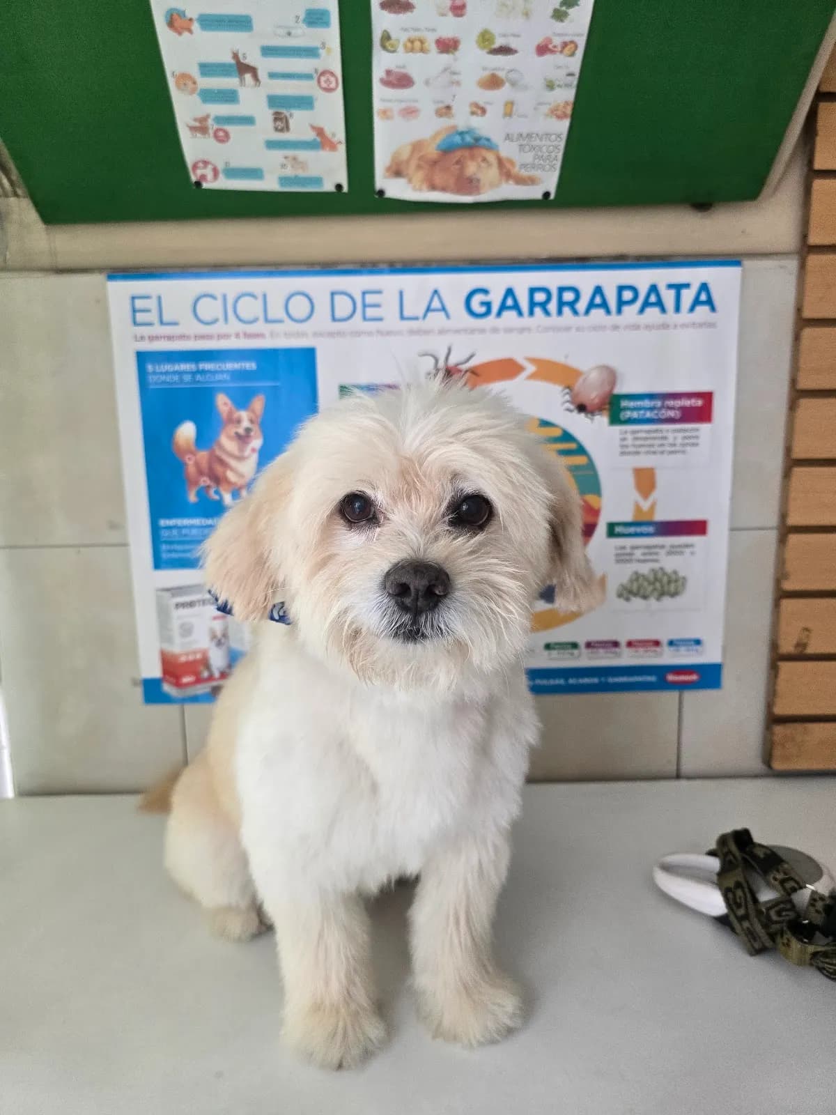 VETERINARIA DR. OSORIO
