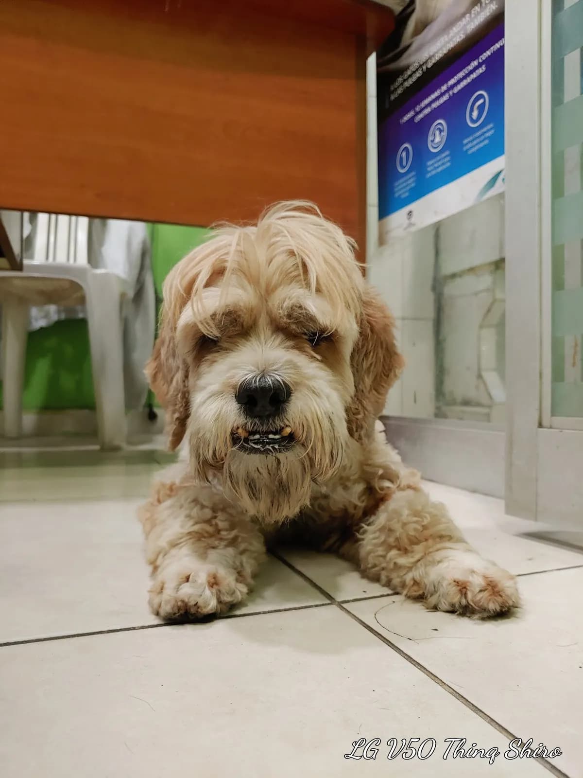 Clinica Veterinaria Aysha veterinarios
