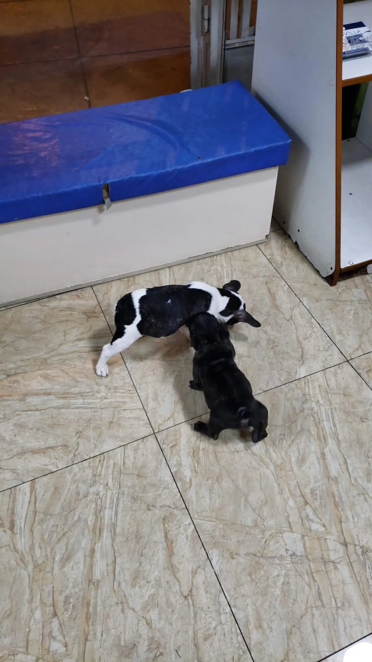 Clinica Veterinaria Clin Vet