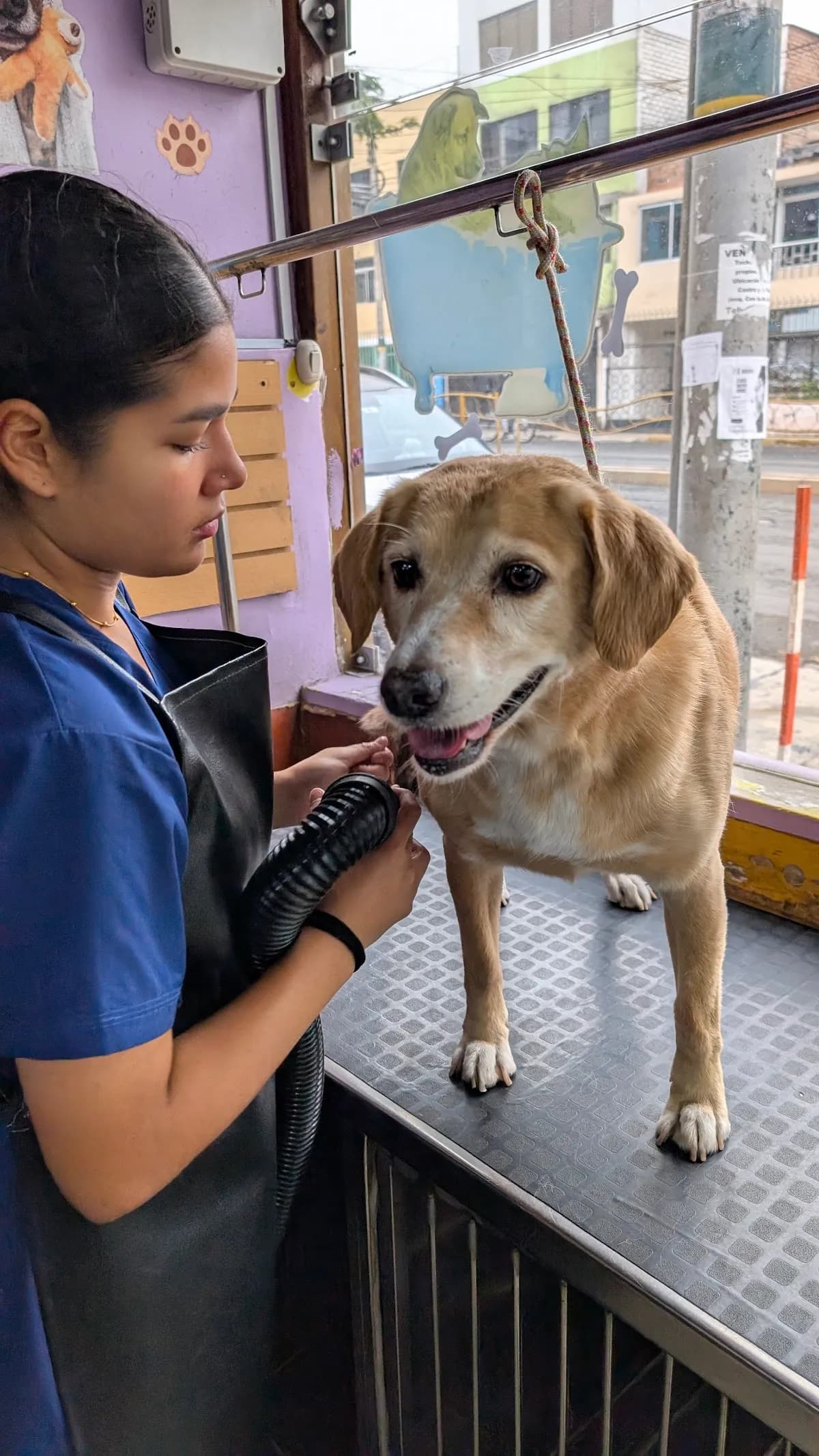 Charming Veterinaria