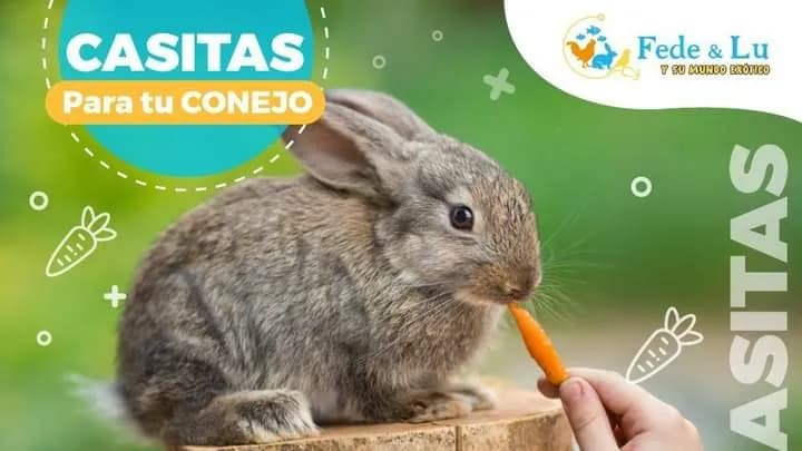 Clinica Veterinaria Fede y lu Y Su Mundo Exótico