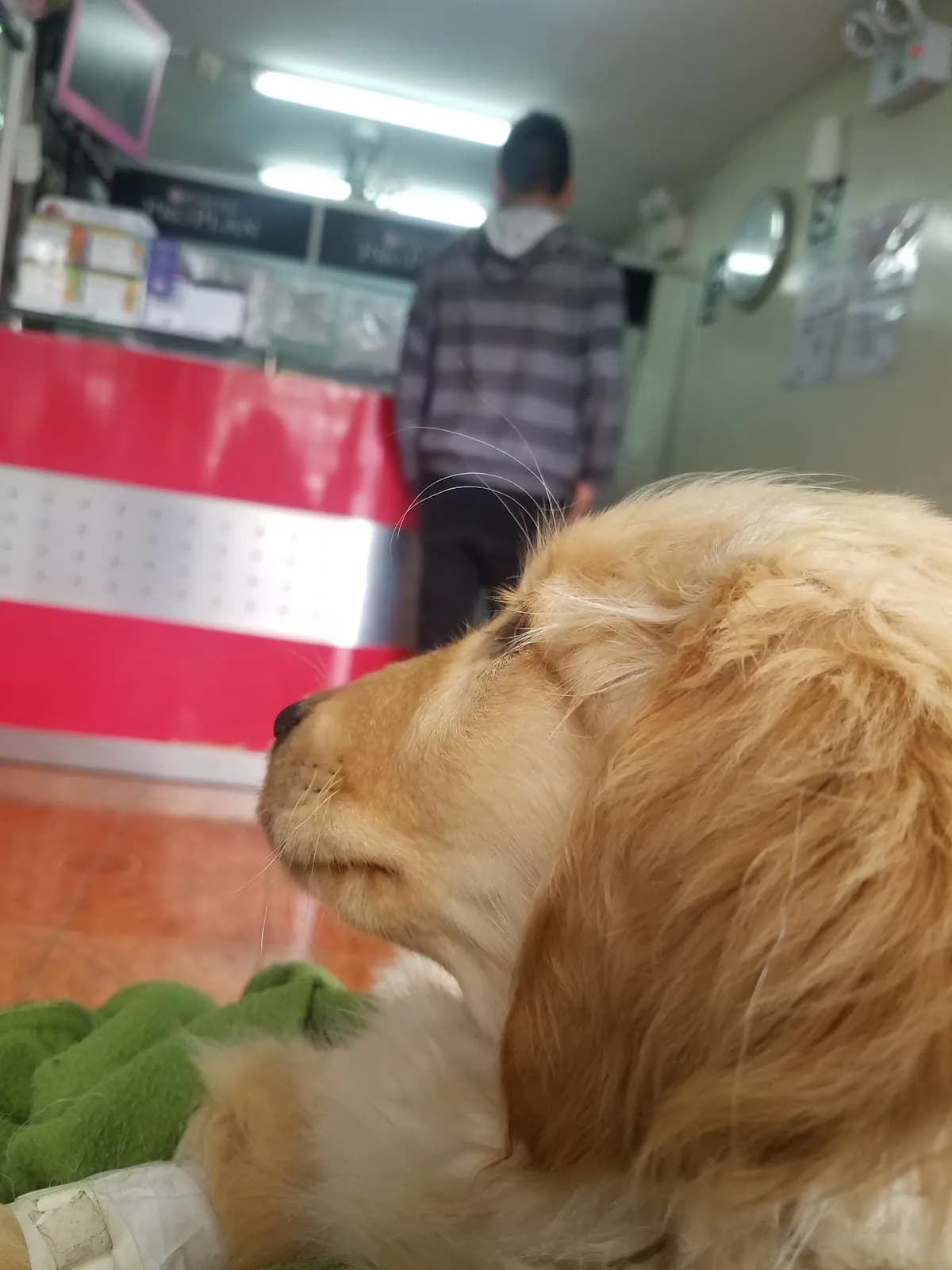 V4 VETERINARIA Raymundo