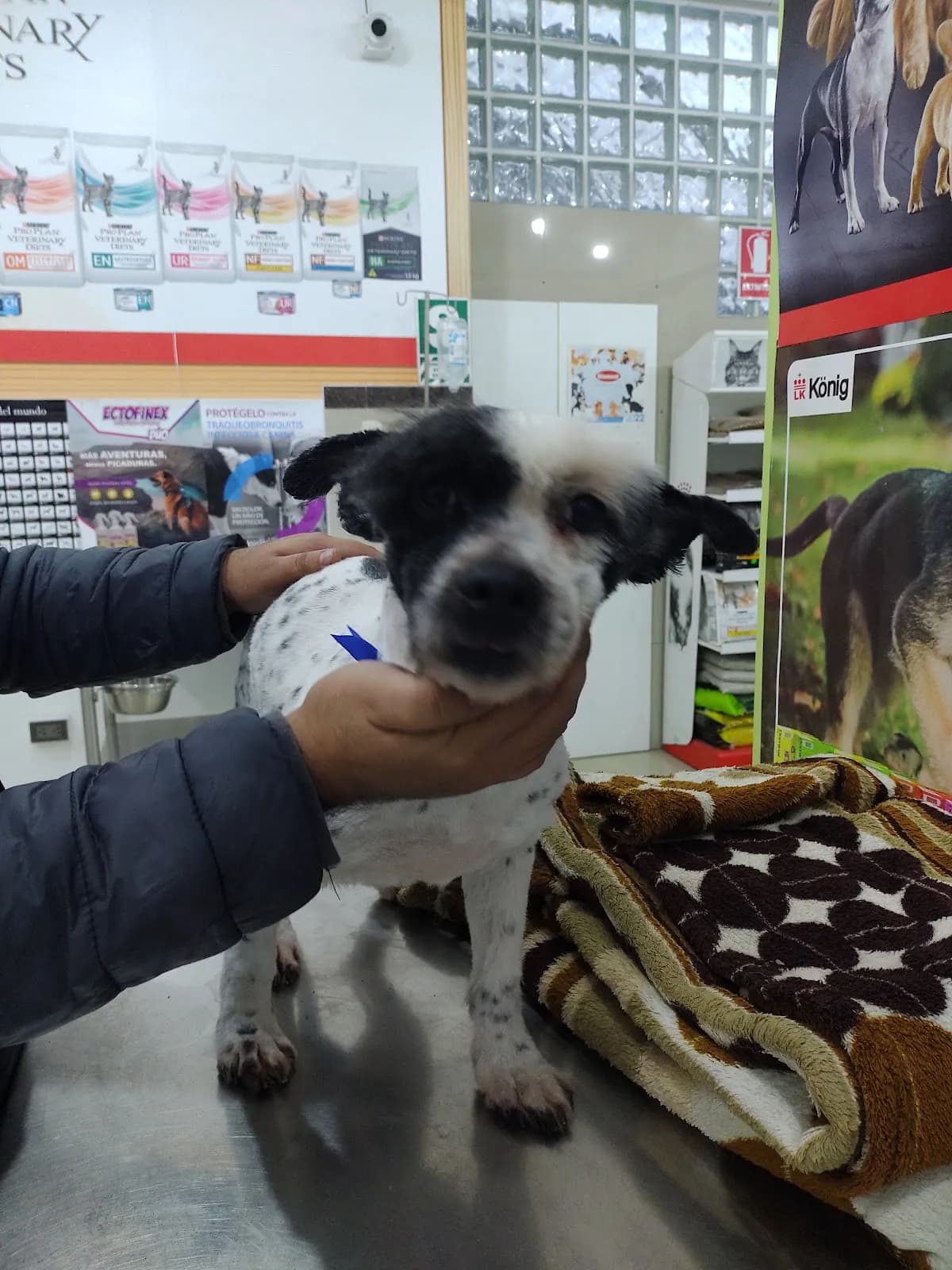 Veterinaria Mascovilla Cuaves