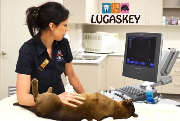 CENTRO VETERINARIO LUGASKEY