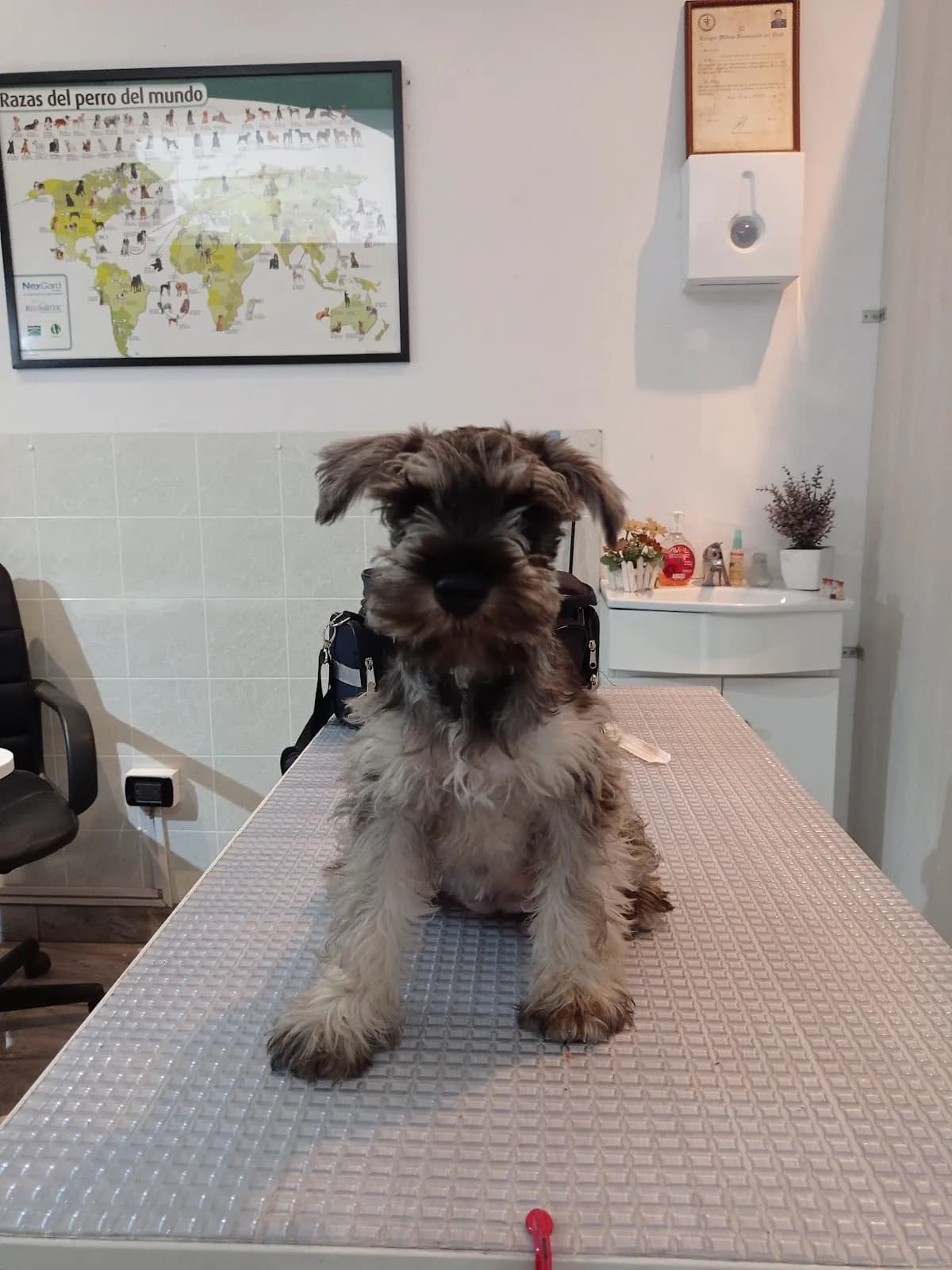 Pillco Pet Clinica Veterinaria