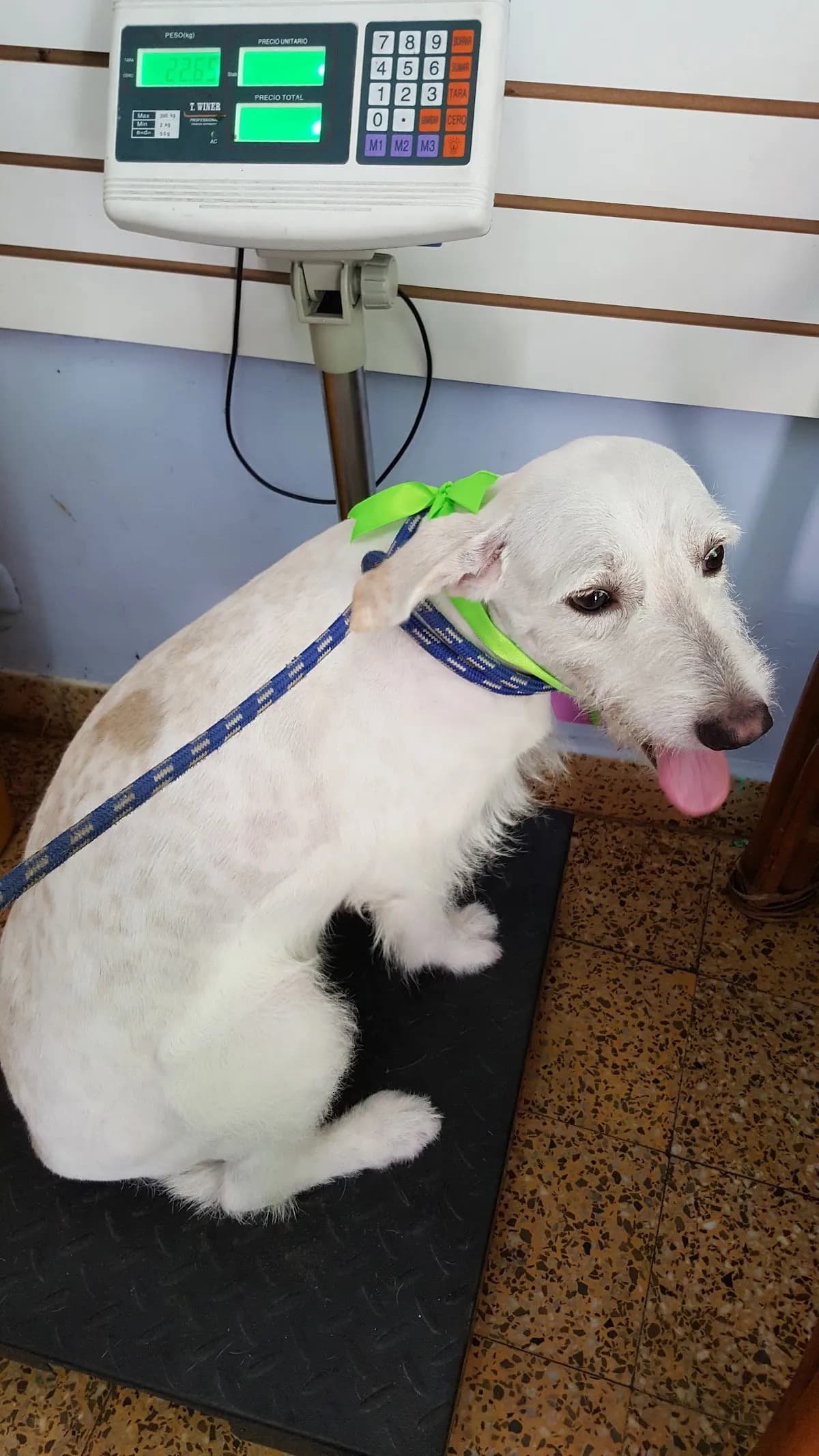 Veterinaria Animal CARE Hospital