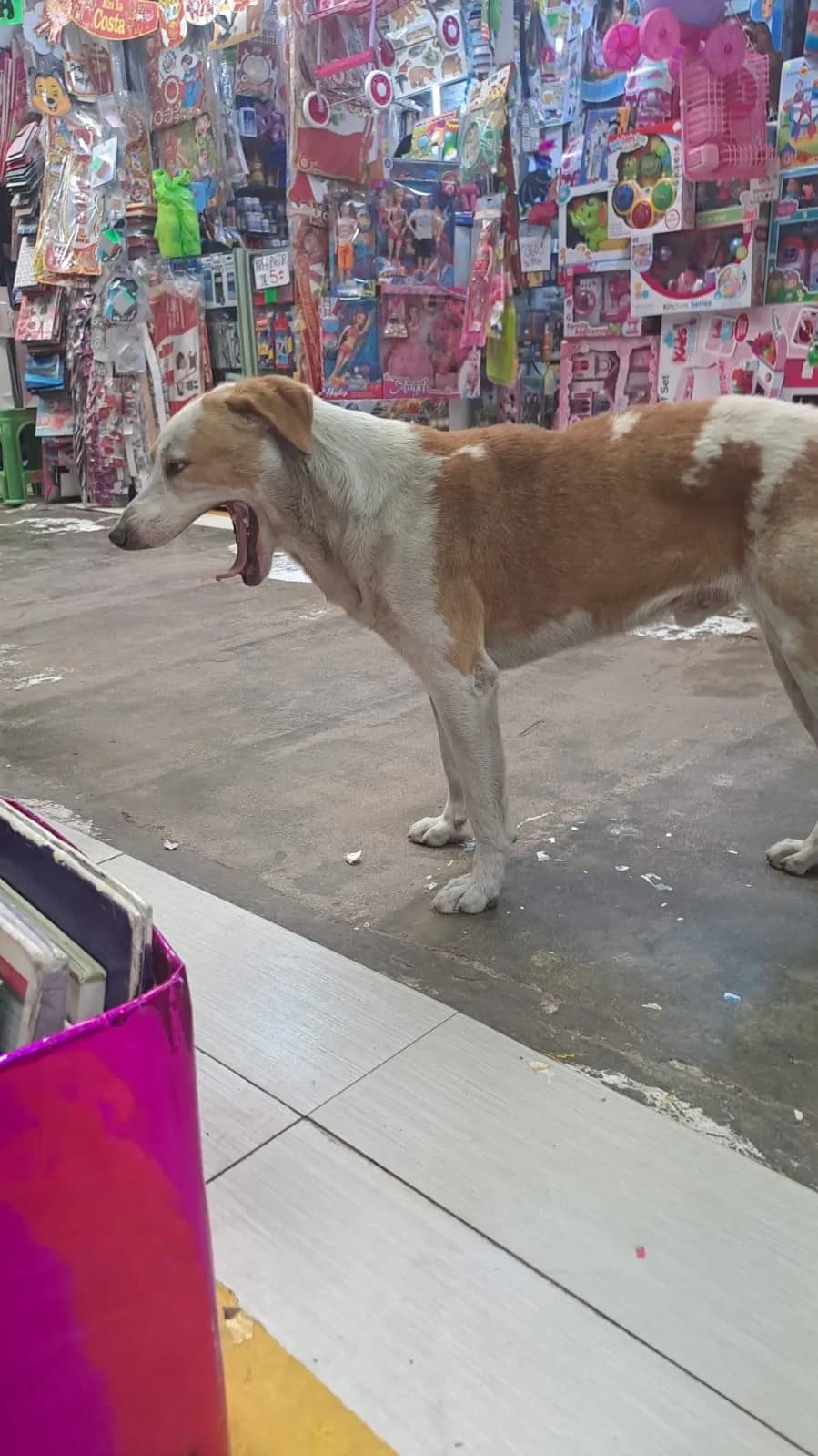Clinica Veterinaria Zevallos