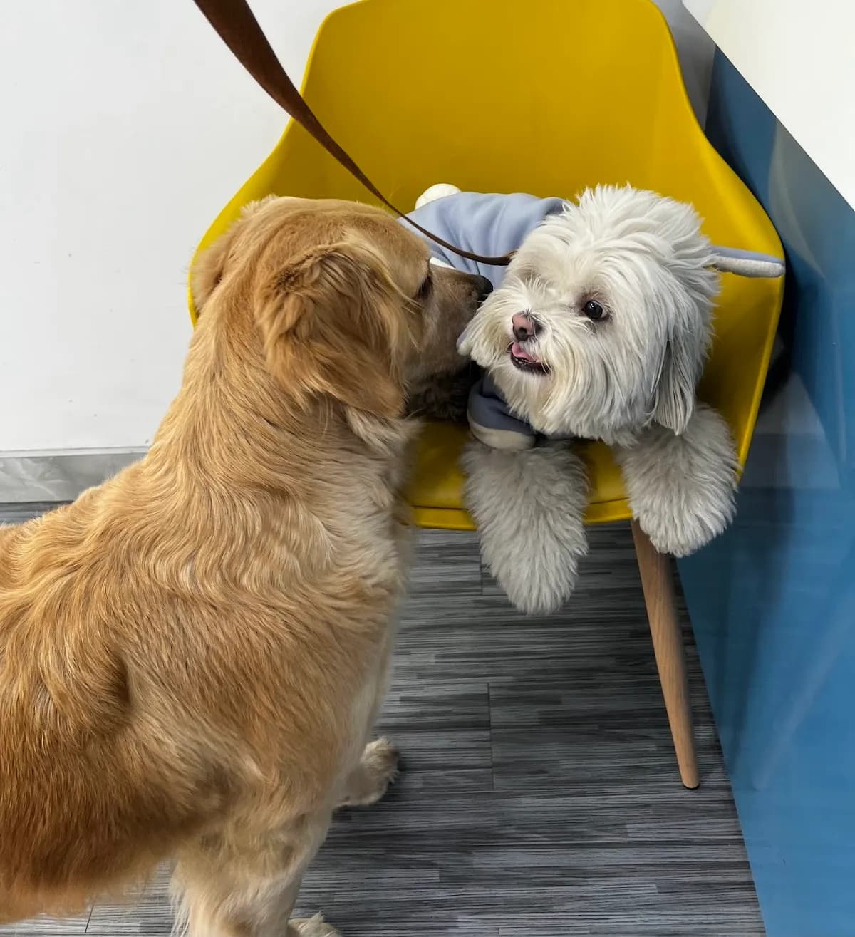 Clínica Veterinaria Dashy Pets - Sede Mayorazgo
