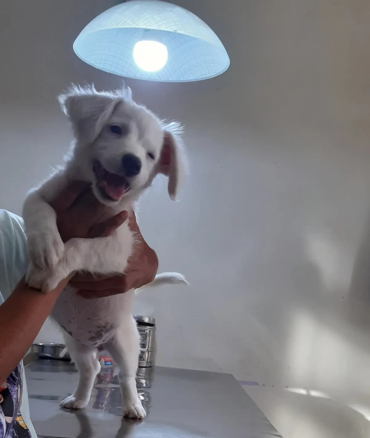 Veterinaria Dogtora Araceli