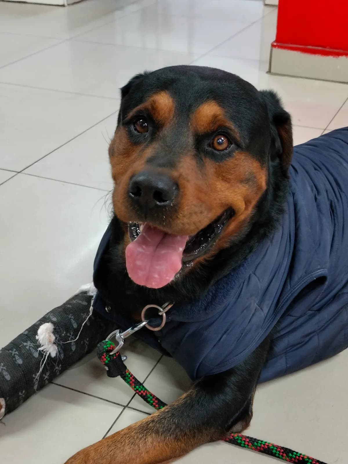 Hospital Veterinario City Can