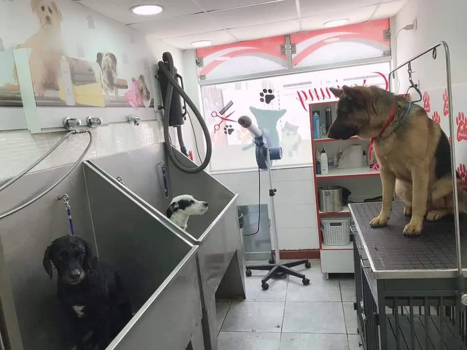 Clínica Veterinaria Hachiko
