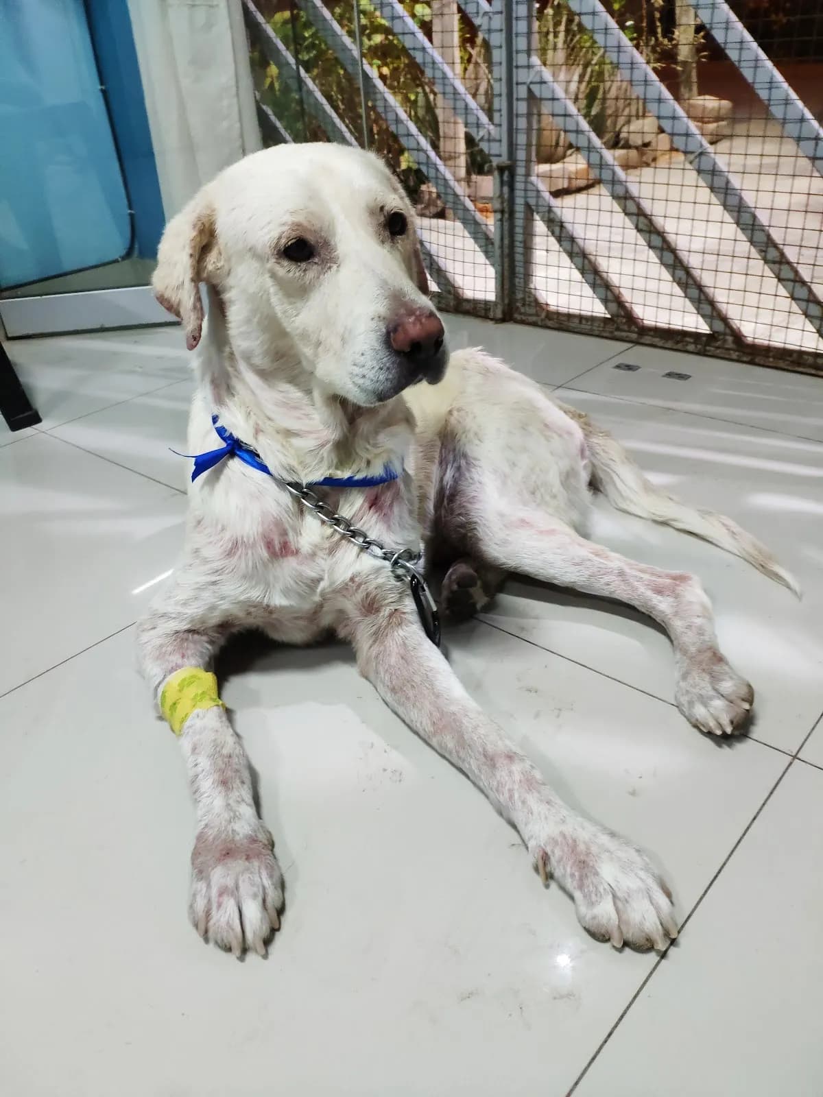 Clínica Veterinaria Premier Can