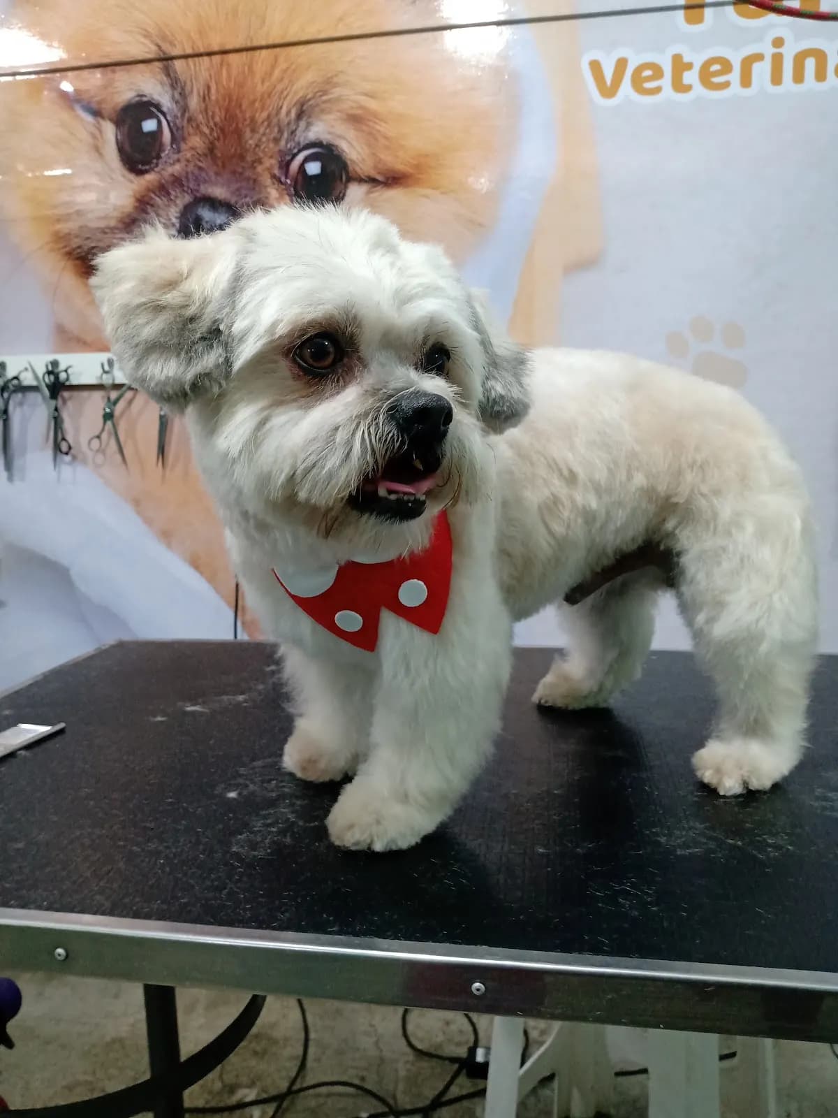 T&M CLINICA VETERINARIA