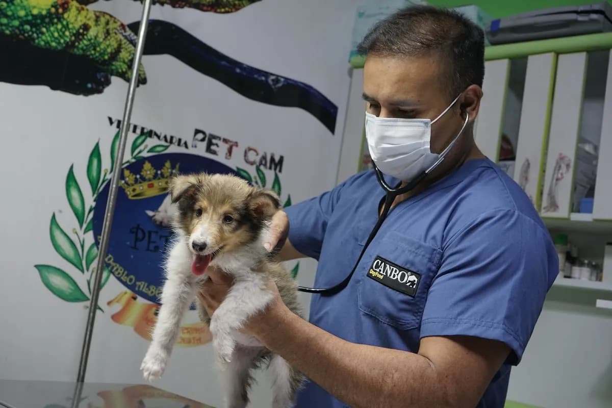 CLINICA VETERINARIA PET CAM