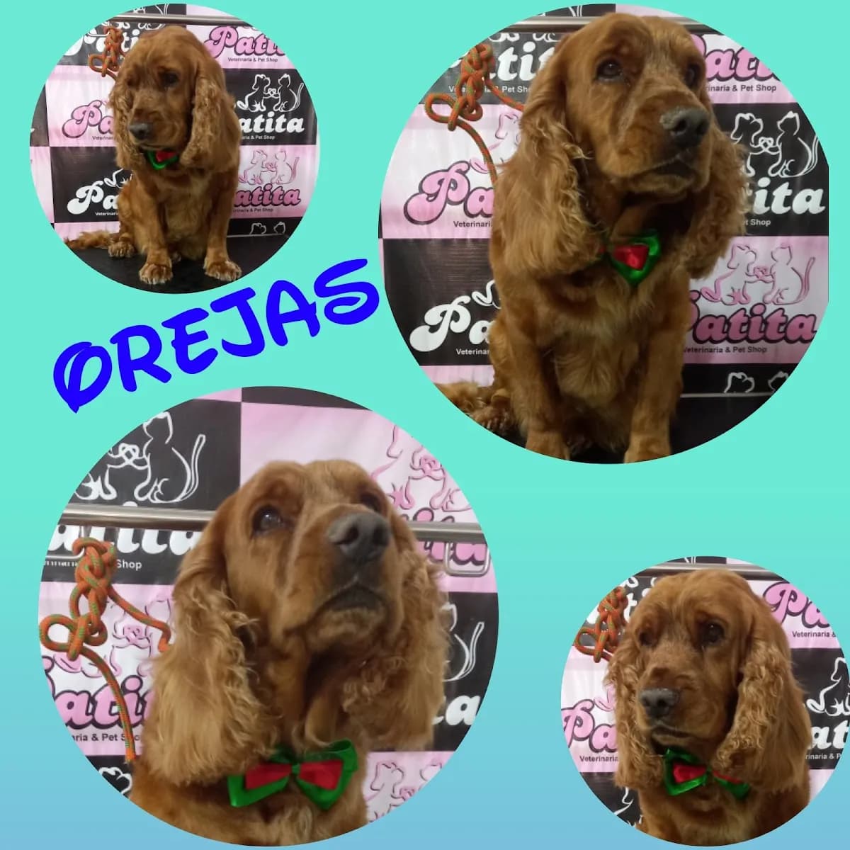 Veterinaria & Pet Shop "Patita"