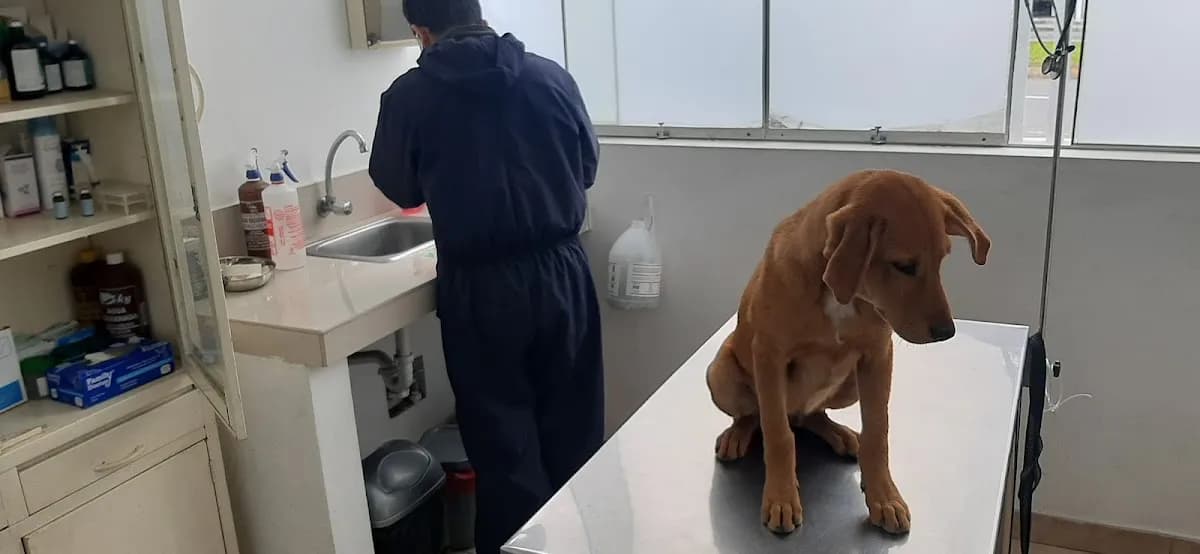 SomosPatas Veterinaria Municipal