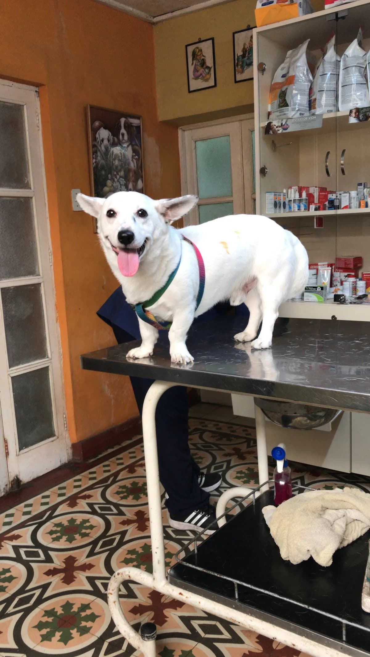 Consultorio Veterinario Moore