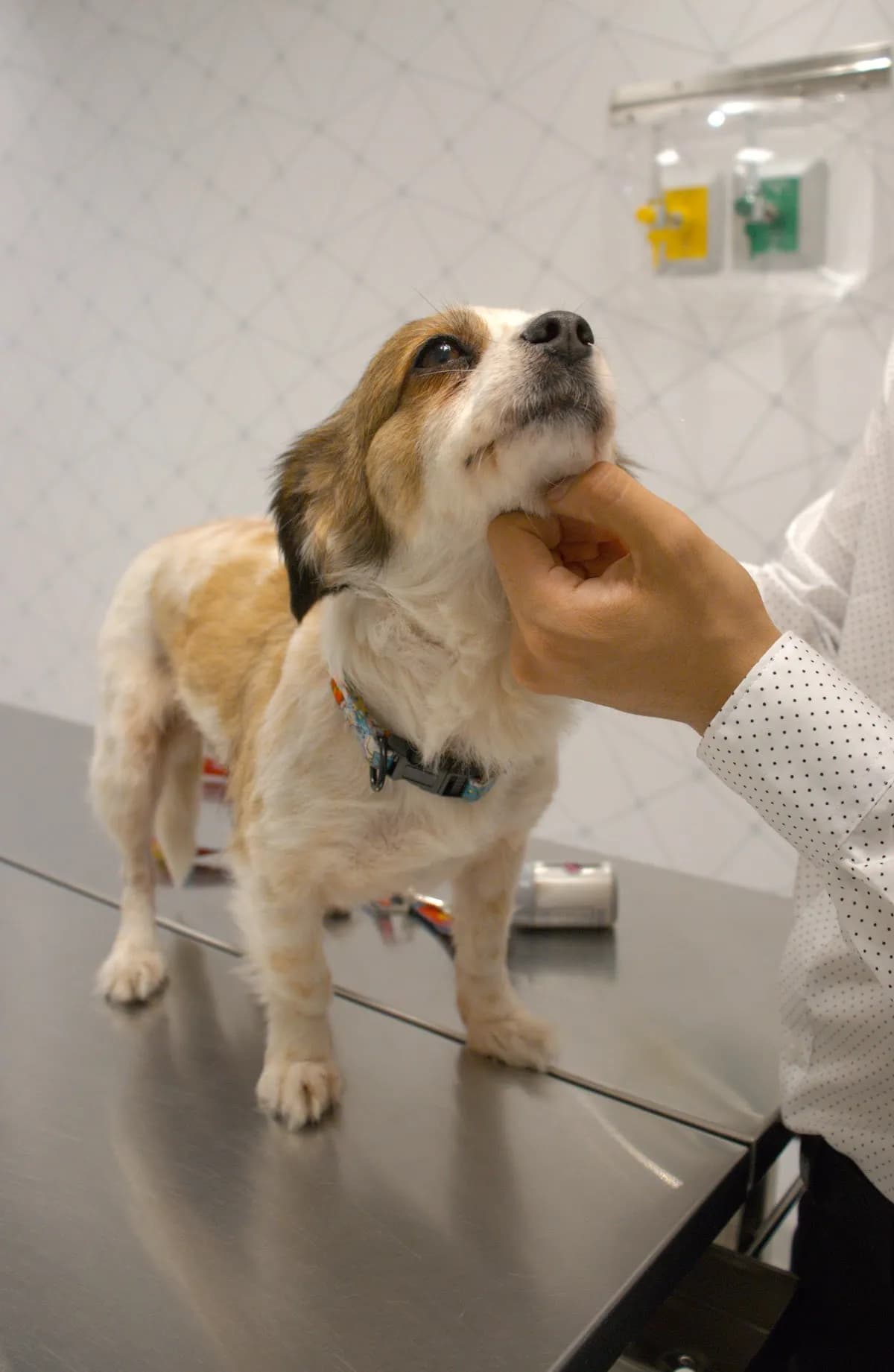 Centro Médico Veterinario UPC