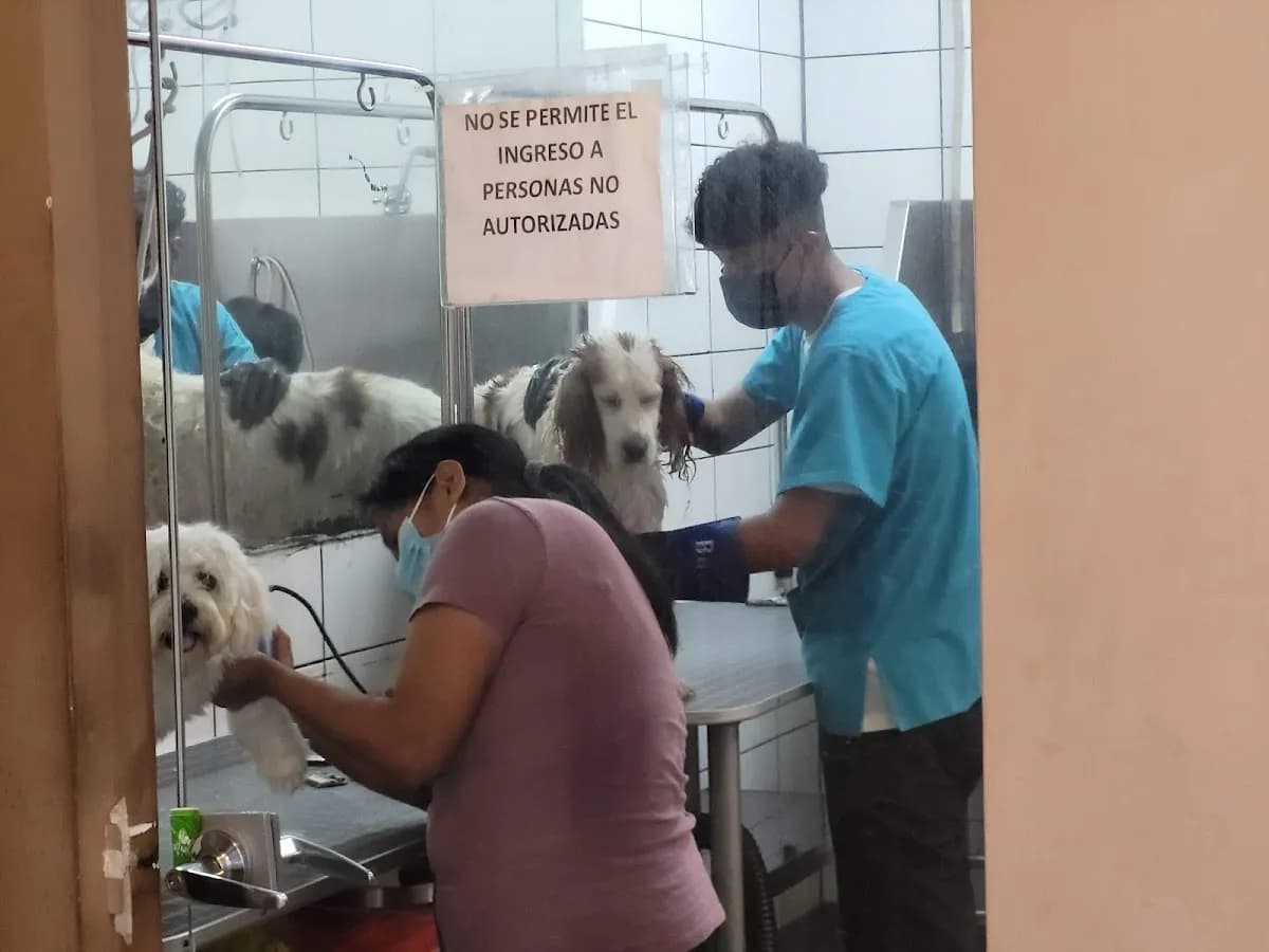 Veterinaria Vetscan